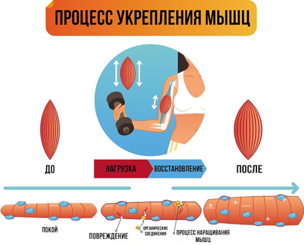 Молочная кислота в мышцах. Как вывести из организма, избавиться