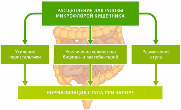 Слабительные средства при запорах для пожилых: осмотические, ежедневные