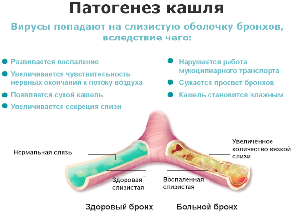 Сок подорожника большого. Инструкция по применению, цена