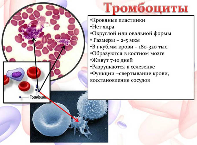 Средний объем тромбоцитов (MPV) понижен у ребенка в крови. Что это значит