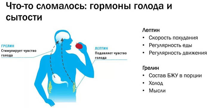 Чувство голода после еды. Причины, не проходит в желудке