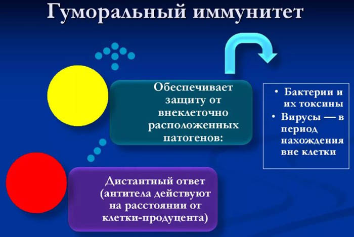 Гуморальный иммунитет. Что это такое, анализ