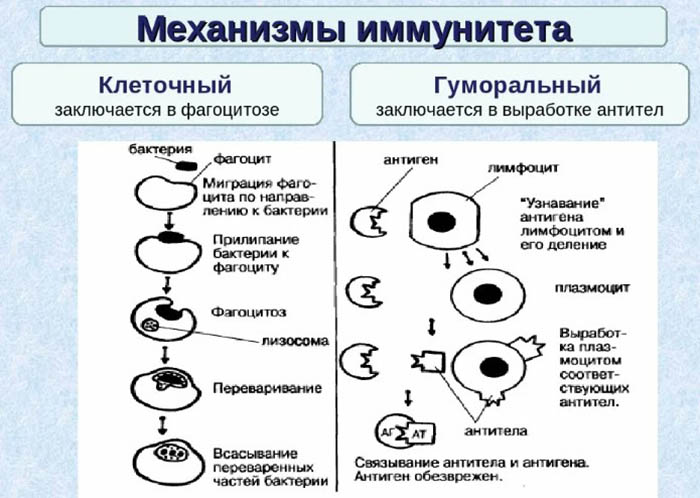 Гуморальный иммунитет. Что это такое, анализ