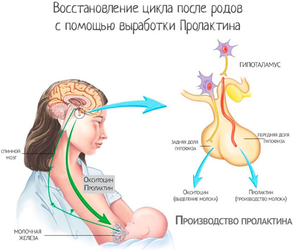 Месячные после родов. Когда должны начаться, пойти