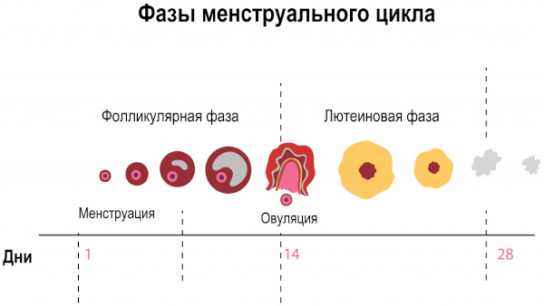 Первые месячные у девочек. Во сколько лет начинается менструация