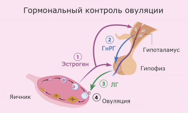 Первые месячные у девочек. Во сколько лет начинается менструация