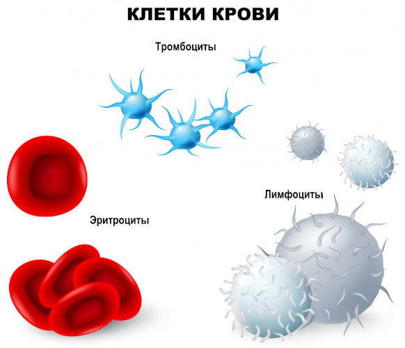 Полицитемия вторичная (ложная). Прогноз, что это за болезнь