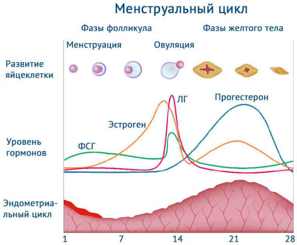 Противозачаточные таблетки от которых не полнеют, а худеют для женщин после 35