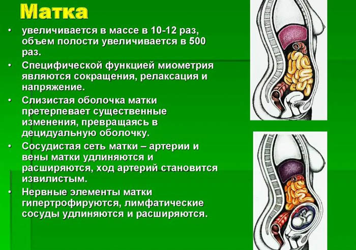 Увеличена матка. Причины, почему, кроме беременности