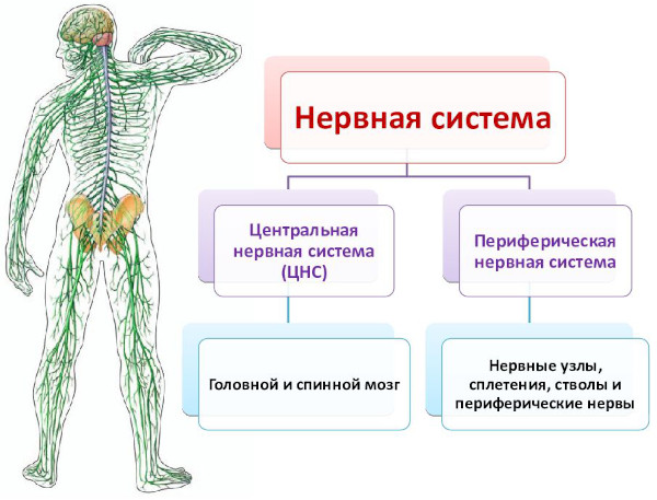 Заболевания нервной системы. Список самых распространенных