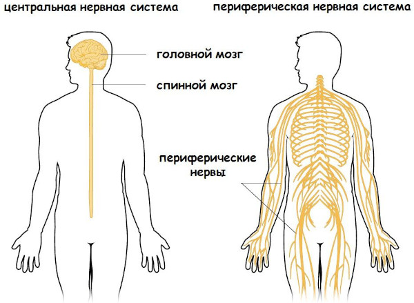 Заболевания периферической нервной системы. Список, классификация