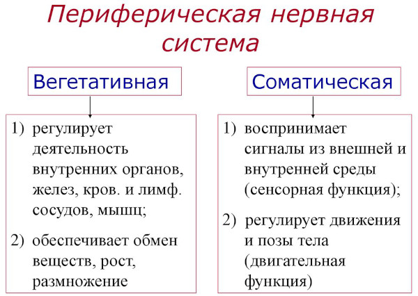 Заболевания периферической нервной системы. Список, классификация