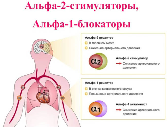 Альфа-адреноблокаторы. Список препаратов для улучшения мочеиспускания