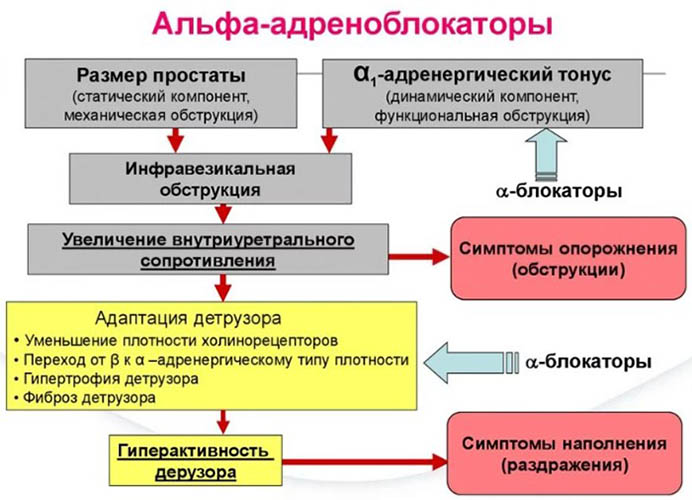 Альфа-адреноблокаторы. Список препаратов для улучшения мочеиспускания