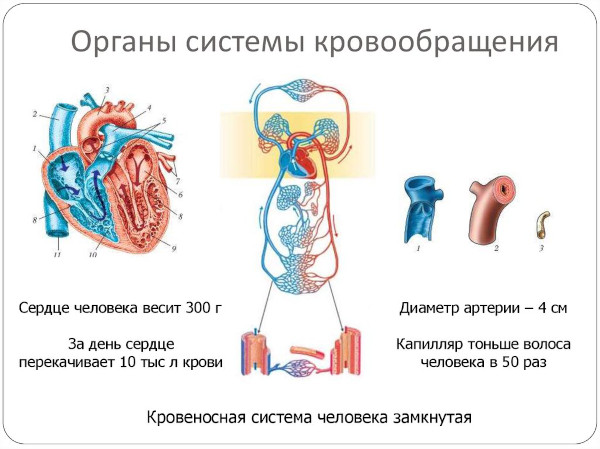 Болезни системы кровообращения