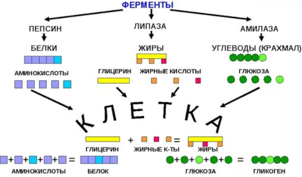 Фестал. Аналоги дешевле, список, цена