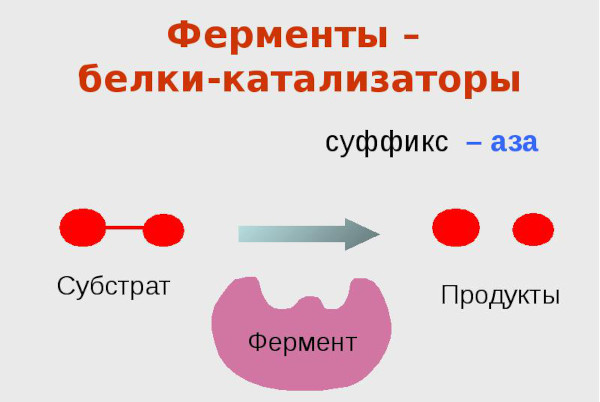 Таблетки от переедания и тяжести в желудке эффективные