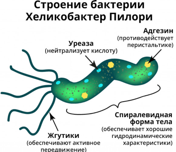 Аденокарцинома желудка. Что это, прогноз, лечение