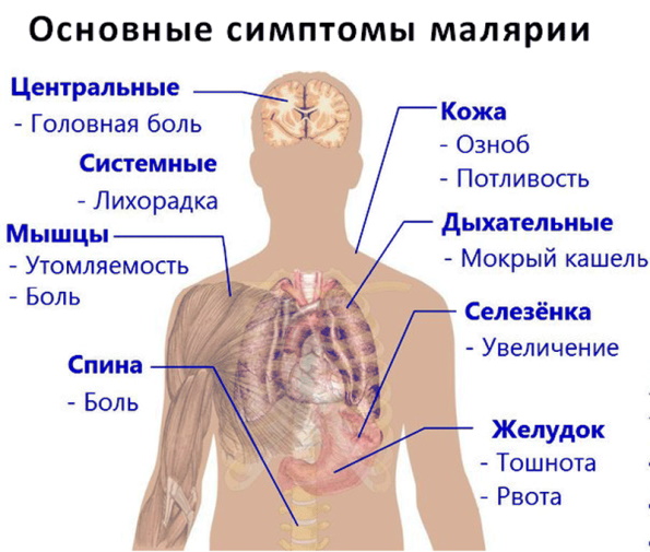 Акрихин. Инструкция по применению взрослым, цена