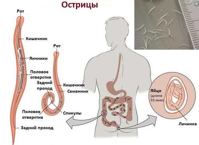 Альбендазол и аналоги для человека дешевле. Список