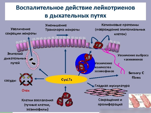 Бронхорасширяющие препараты. Таблетки для ингаляций взрослым