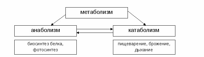 Бронхорасширяющие препараты при бронхите для детей