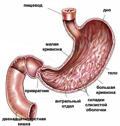 Демпинг-синдром. Что это такое в медицине