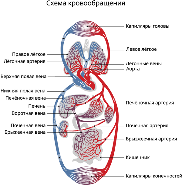 Лопаются сосуды (вены) на ногах. Почему, что делать