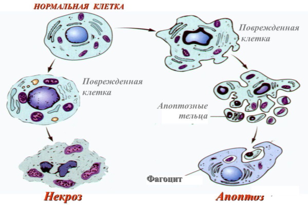 Миома матки. Чем опасна во время беременности, менопаузы