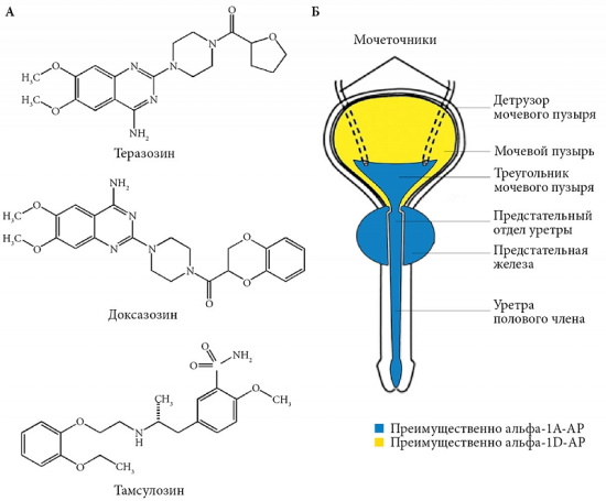 Тамсулозин (Tamsulosin). Инструкция по применению, цена, отзывы