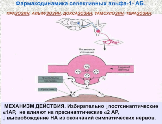 Тамсулозин (Tamsulosin). Инструкция по применению, цена, отзывы