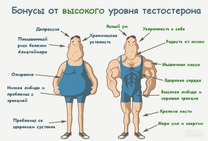 Тестостерон пропионат (Testosterone propionate). Инструкция по применению