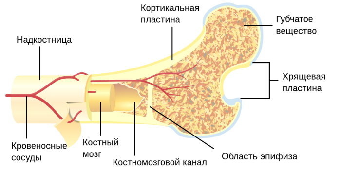 Тестостерон пропионат (Testosterone propionate). Инструкция по применению