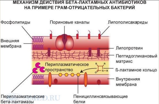 Цефтазидим уколы. Инструкция по применению взрослым