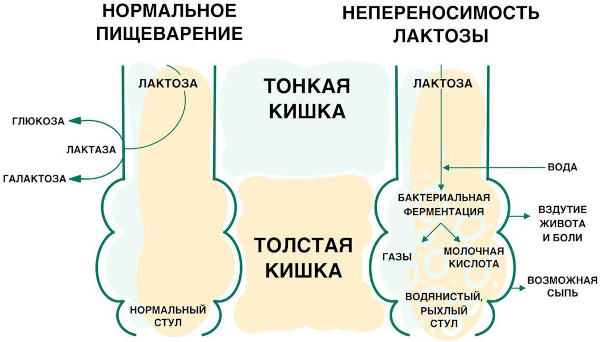 Бисопролол. Показания к применению, противопоказания