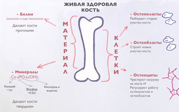 Как укрепить кости после перелома, в пожилом возрасте