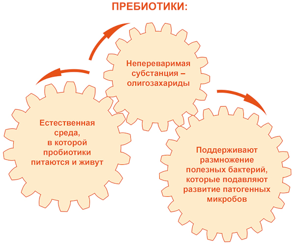 Как восстановить слизистую желудка после антибиотиков