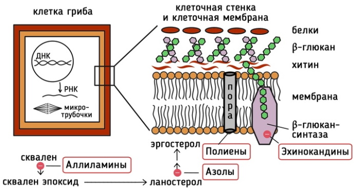 Лоцерил (Loceryl). Инструкция по применению, цена, отзывы