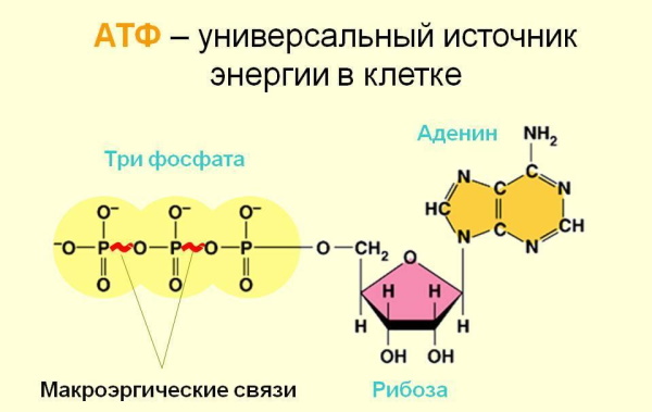 Предуктал или Триметазидин. Что лучше, отзывы