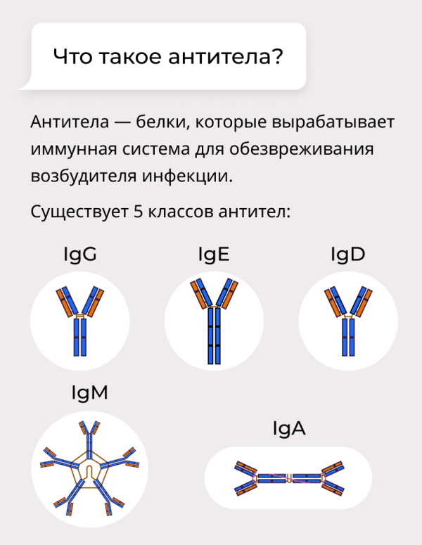 Антитела. Что такое в крови человека, анализы