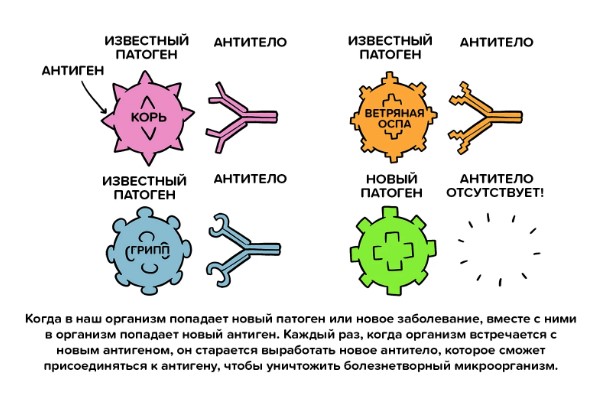 Антитела. Что такое в крови человека, анализы