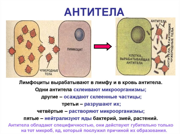 Антитела. Что такое в крови человека, анализы