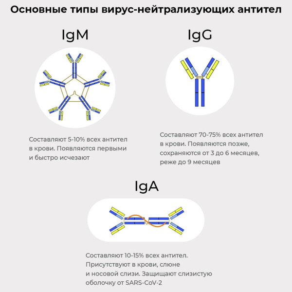 Антитела. Что такое в крови человека, анализы