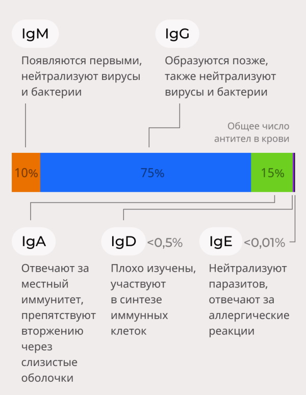 Антитела. Что такое в крови человека, анализы