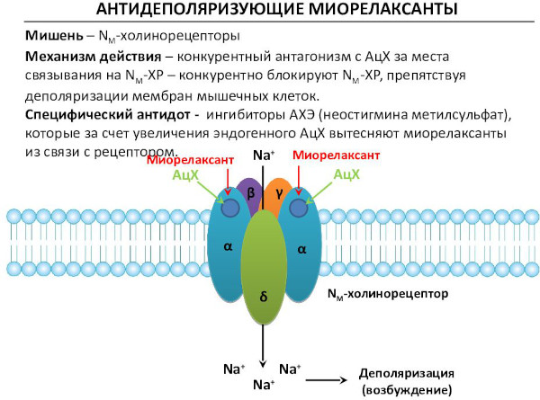 Миорелаксанты. Список препаратов при артрозе