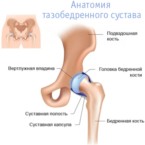 УЗИ тазобедренных суставов у взрослых. Что показывает, как делается