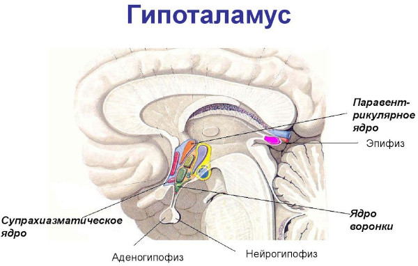 Заболевания эндокринной системы, нарушения. Симптомы, список болезней