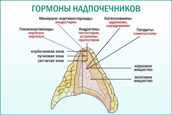 Заболевания эндокринной системы, нарушения. Симптомы, список болезней