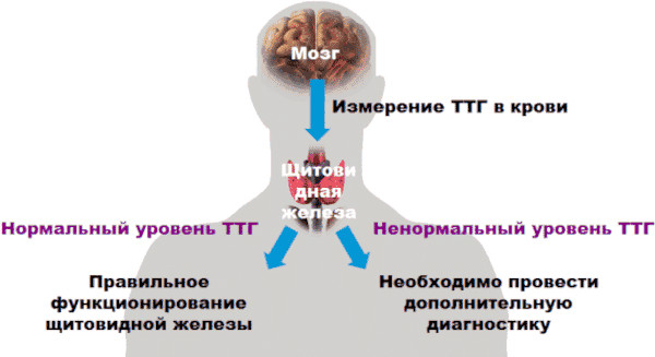 Заболевания эндокринной системы, нарушения. Симптомы, список болезней