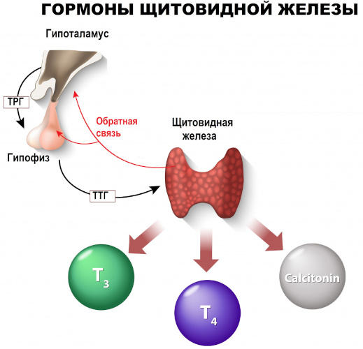 Заболевания эндокринной системы, нарушения. Симптомы, список болезней